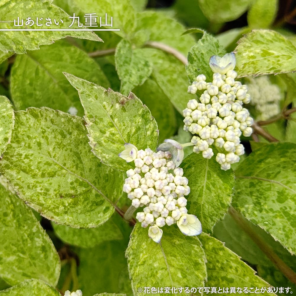 アジサイ 九重山 