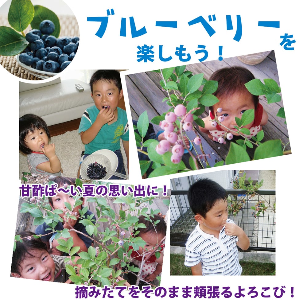ブルーベリー バルドウィン 5