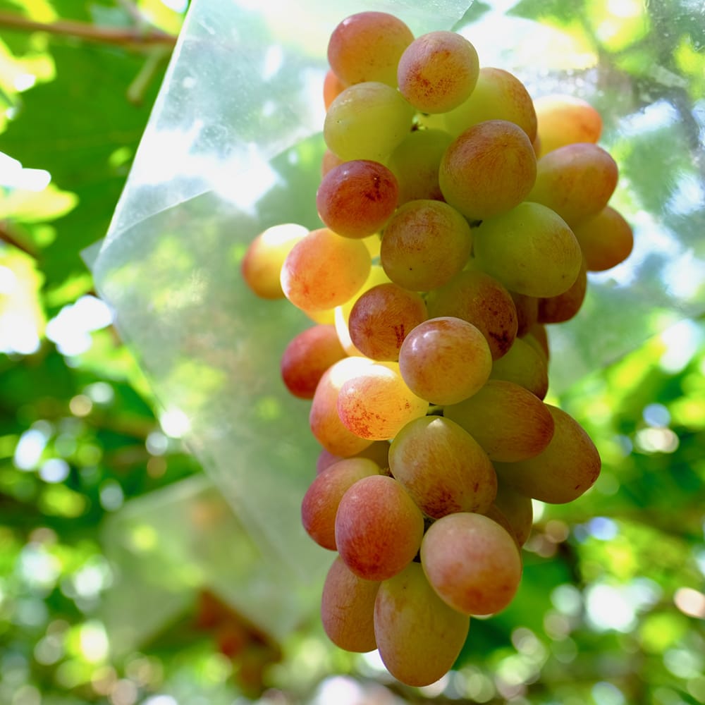 ブドウ 甲斐路 3