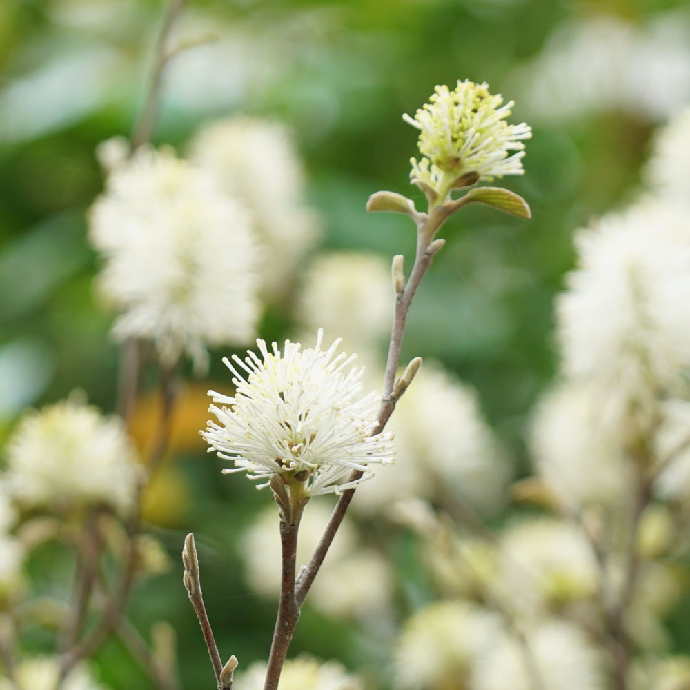 フォッサギラ ブルーシャドウ 4