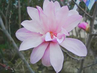 ピンクヒメコブシ3