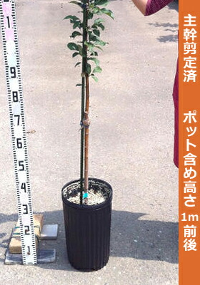 リンゴ 3年生大苗