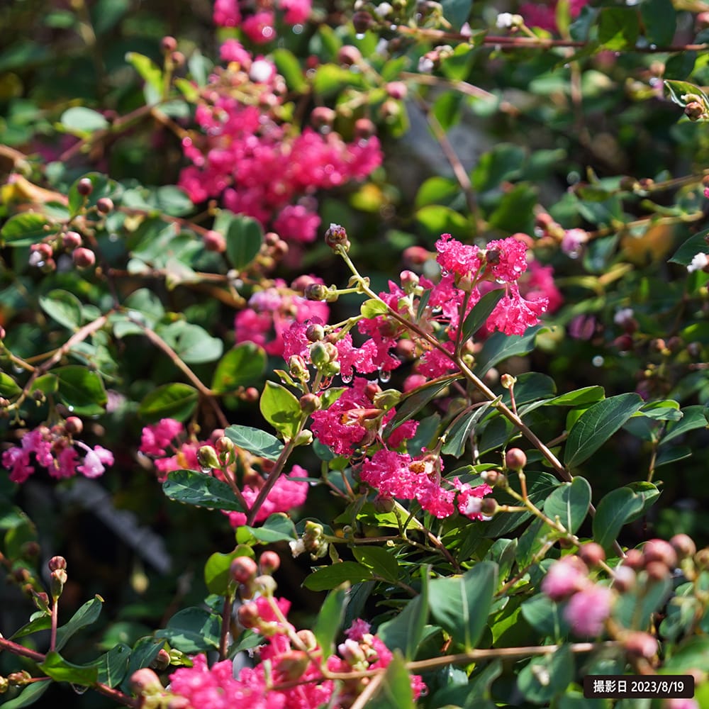 サルスベリ チェリー 5