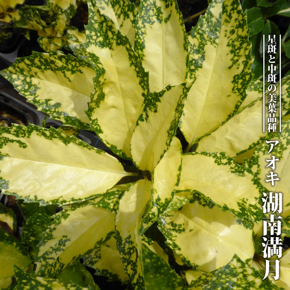 アオキ 湘南満月 