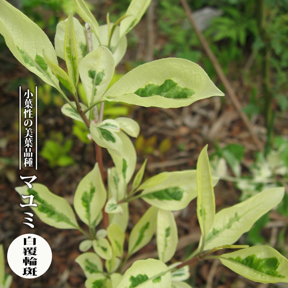 マユミ 白フクリン斑 