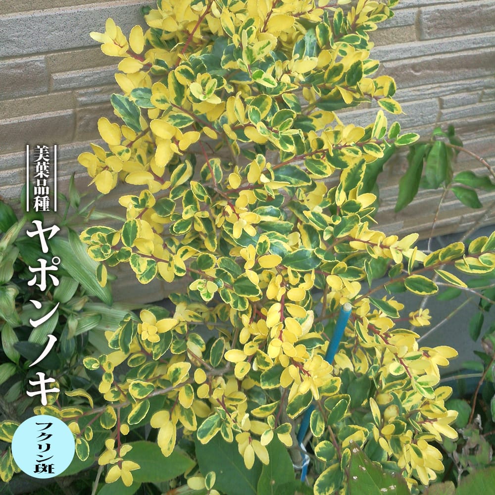 ヤポンノキ フクリン斑 