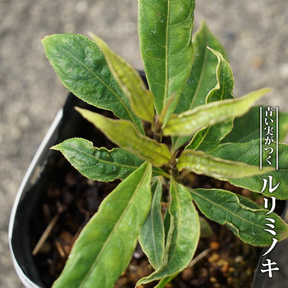 ルリミノキ  
