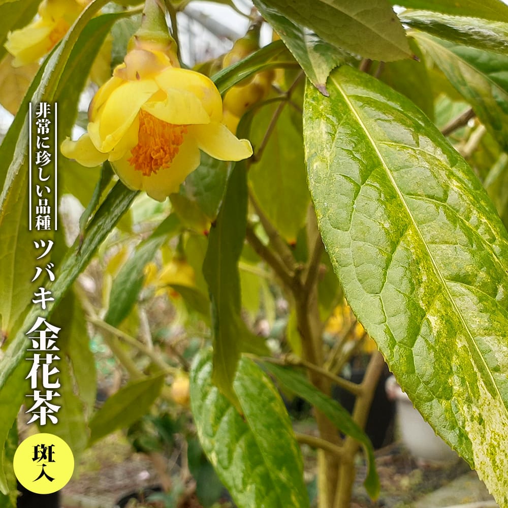 椿 金花茶 斑入り 2