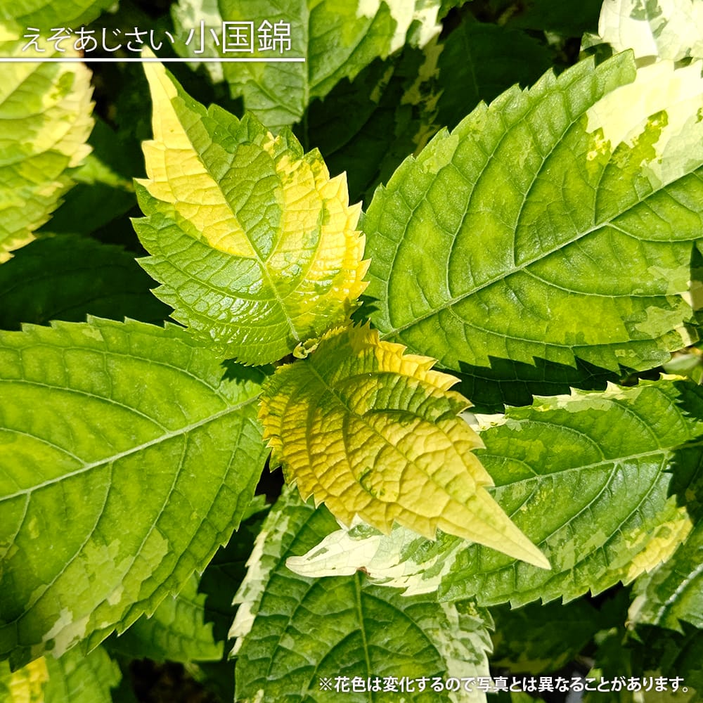 アジサイ 小国錦 