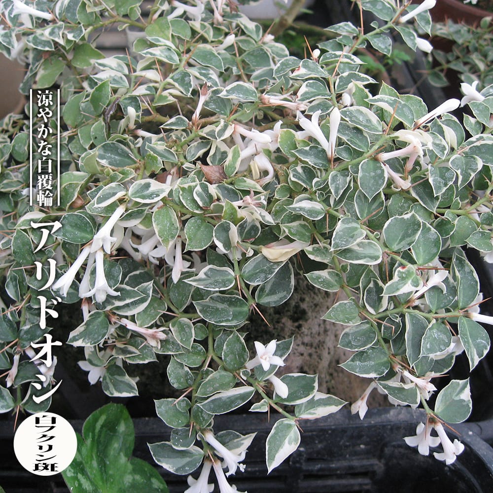 アリドオシ 白フクリン斑 