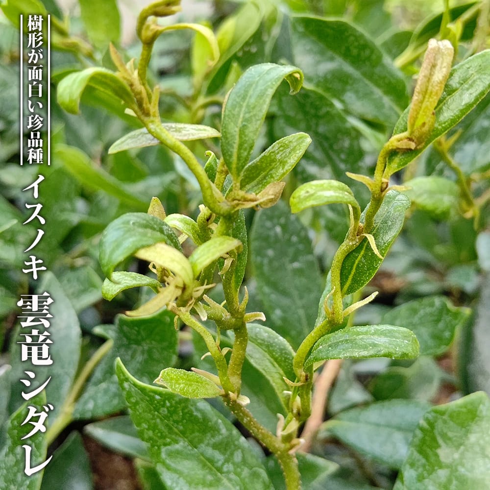 イスノキ 紅曙斑