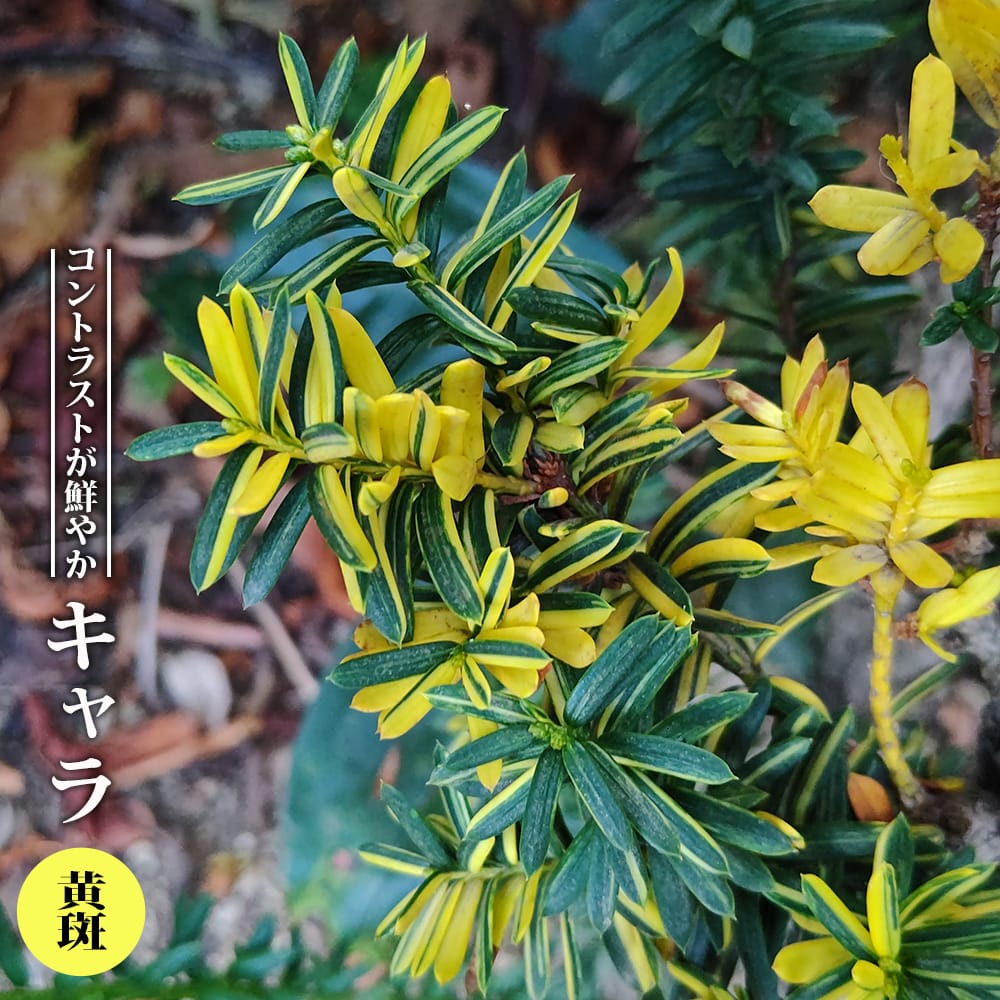 イチイ キャラ 斑入 