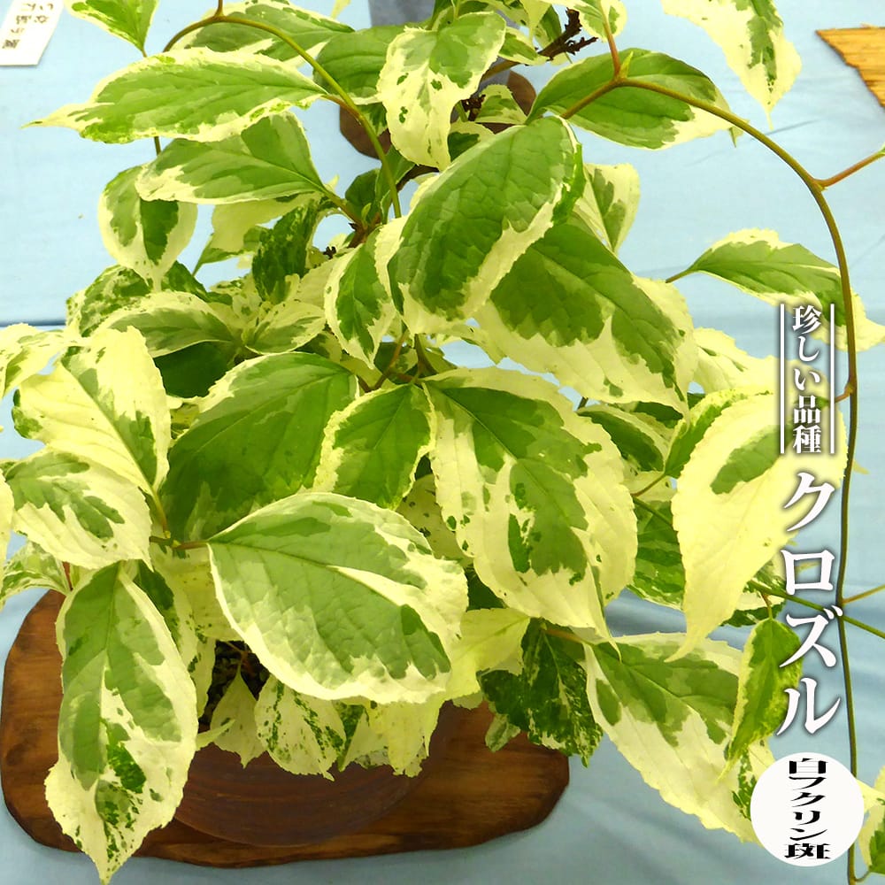 クロズル クロズル 