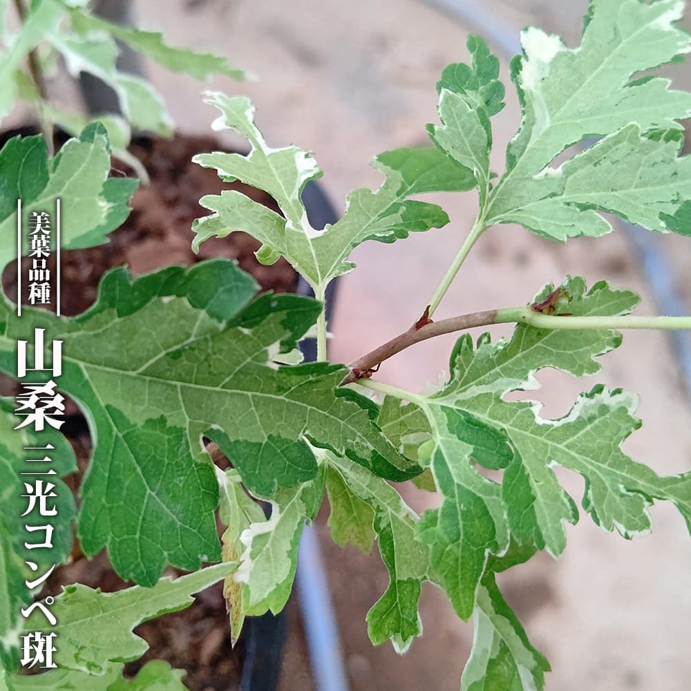 桑 三光コンペ斑 