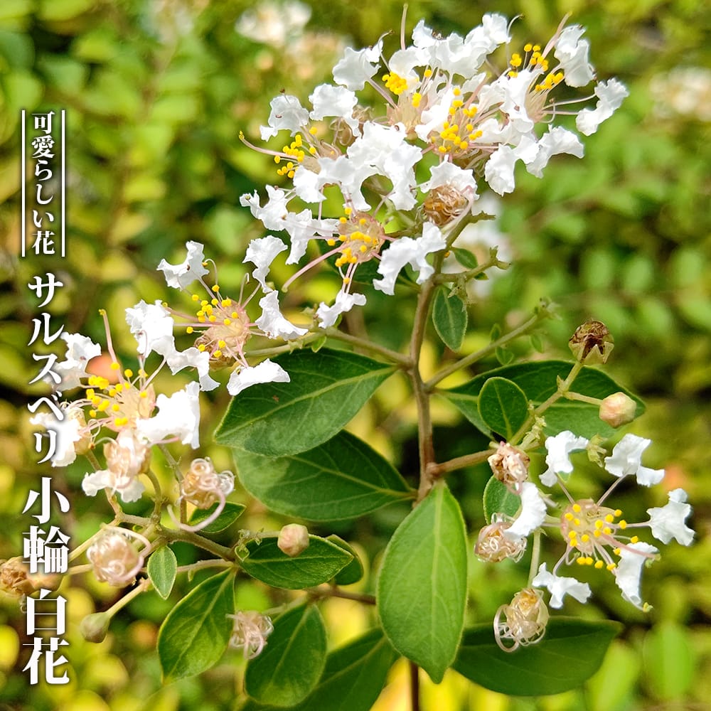 サルスベリ 小輪 白花