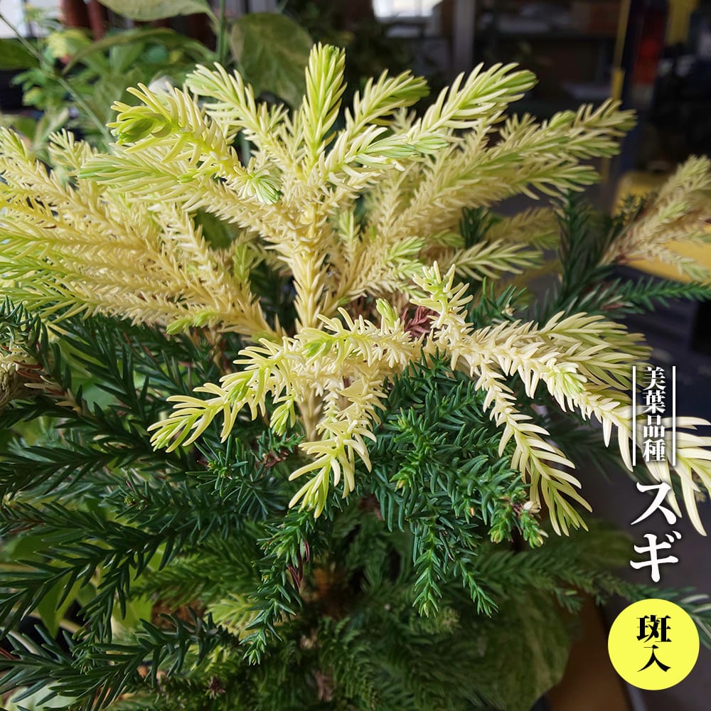 スギ 斑入 