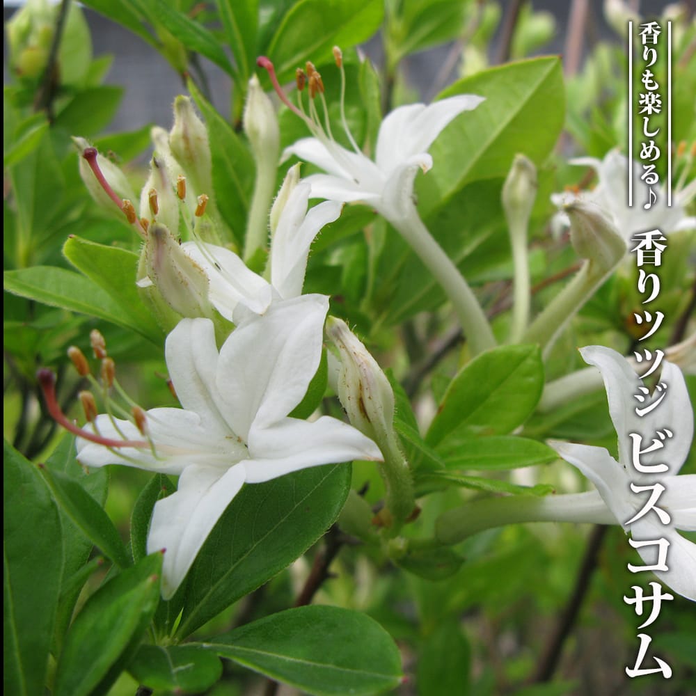 ツツジ ビスコサム 