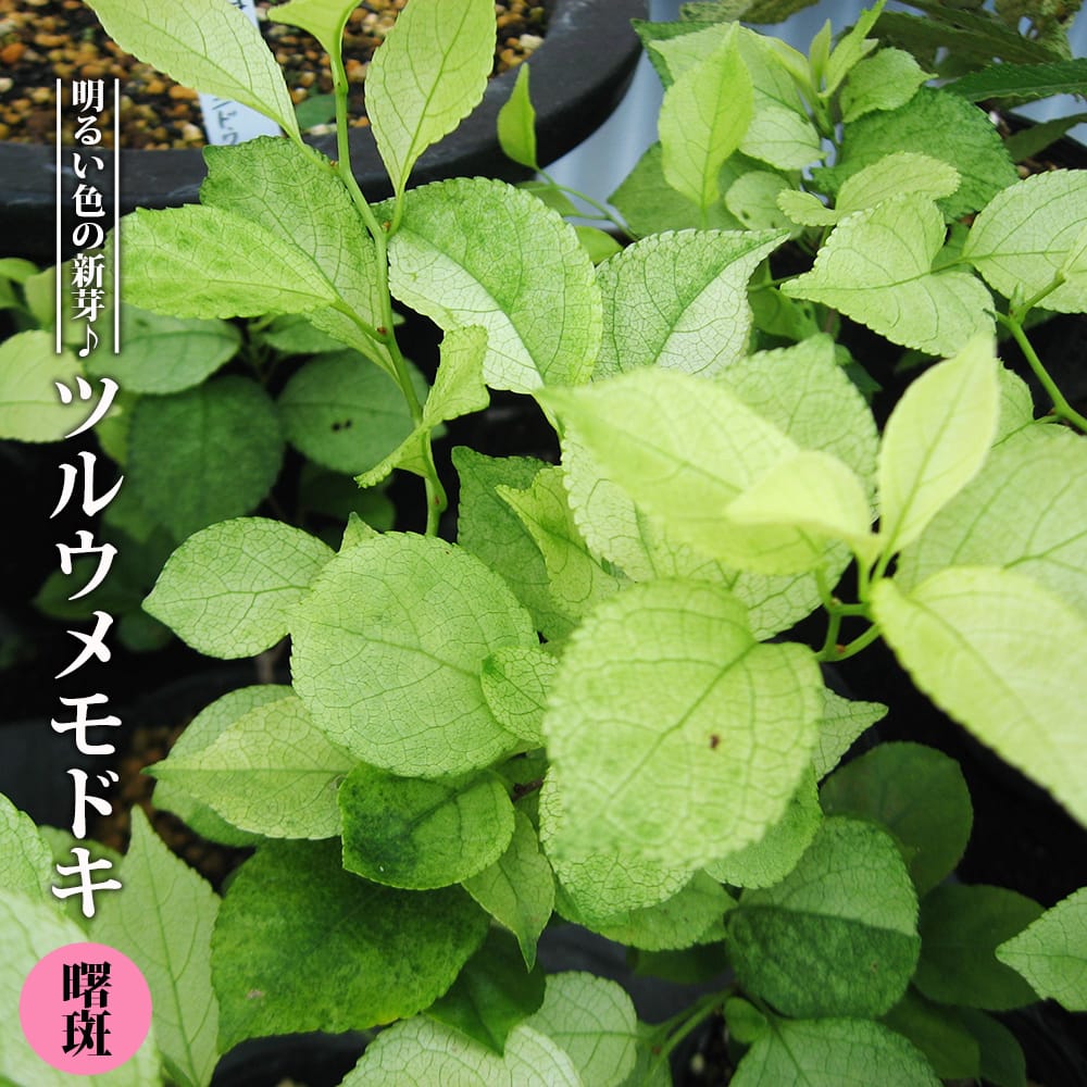 ツルウメモドキ 曙斑 