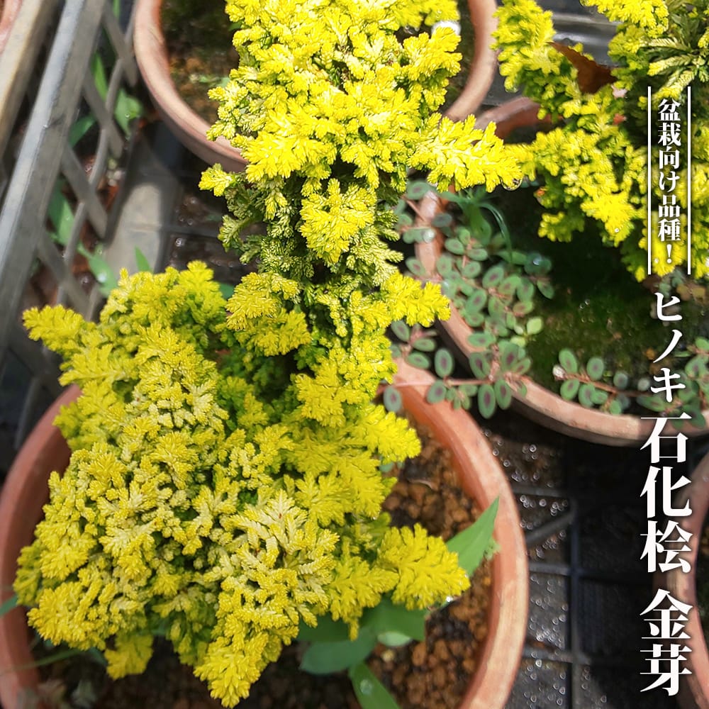 ヒノキ 石化桧 金芽 
