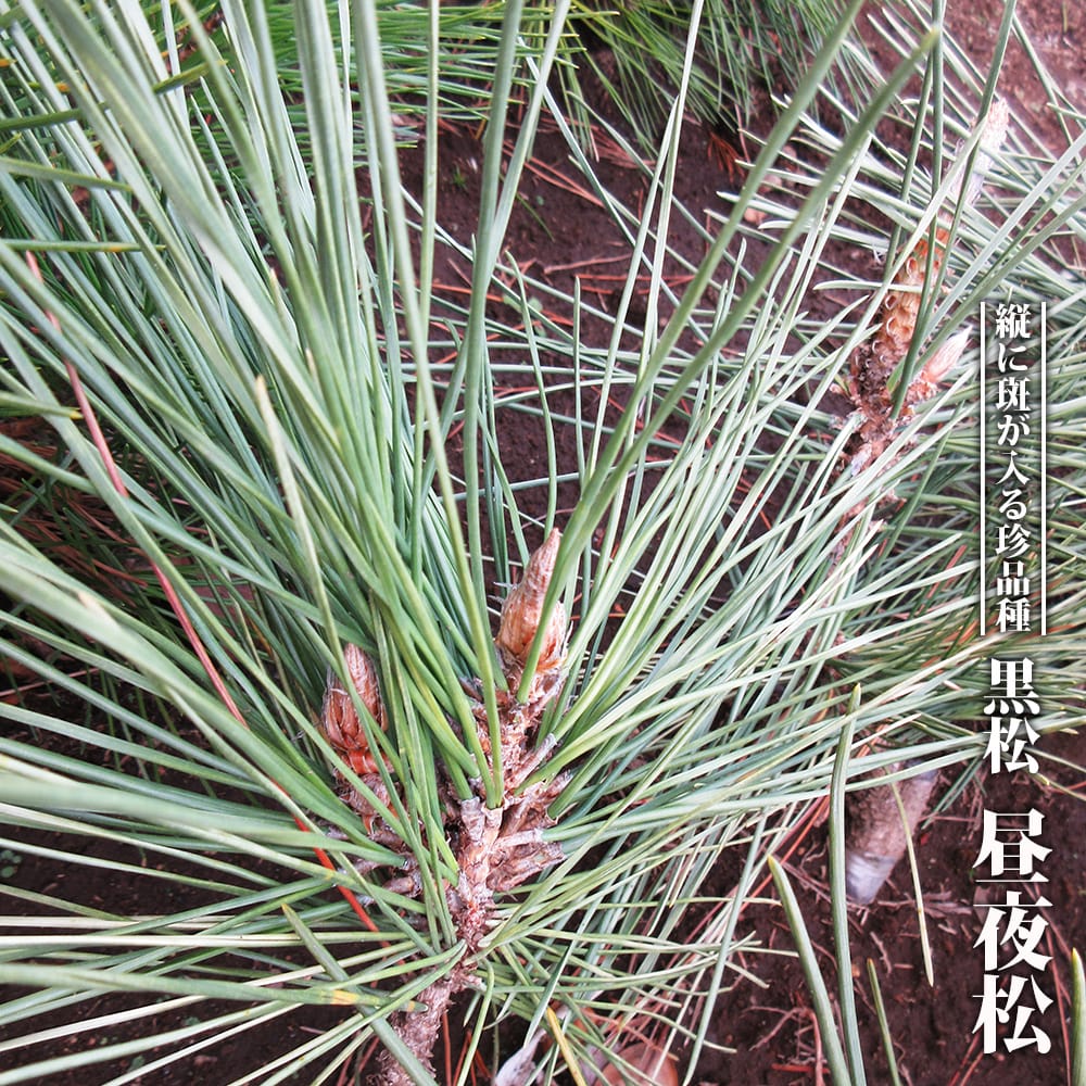 マツ 昼夜松