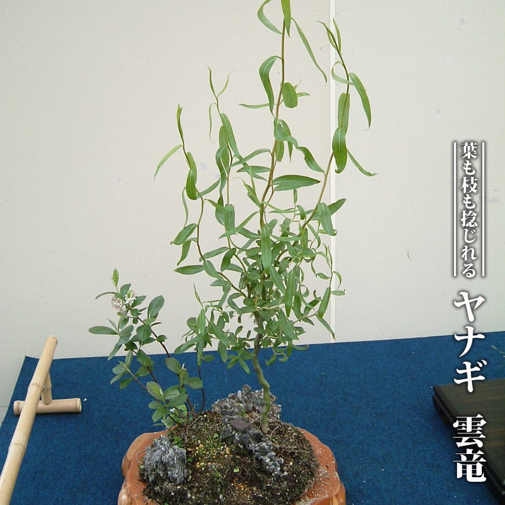 ヤナギ 雲竜 