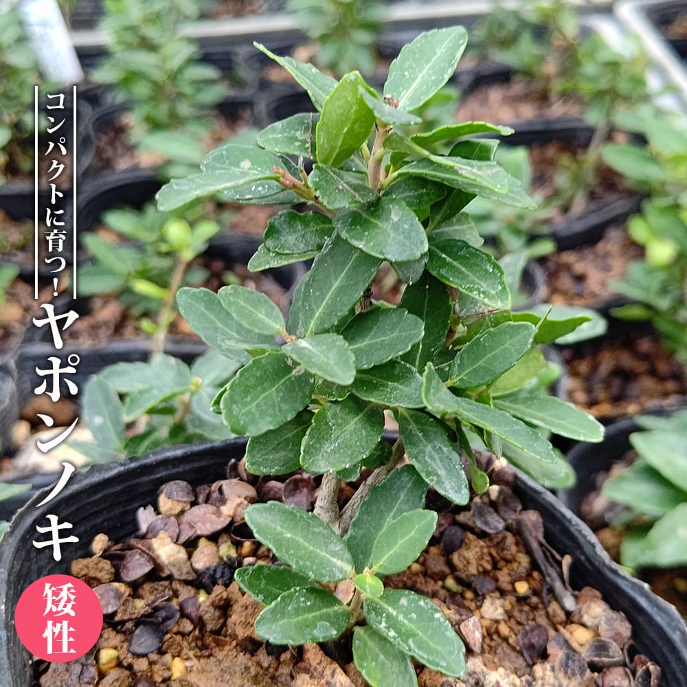 ヤポンノキ 矮性 