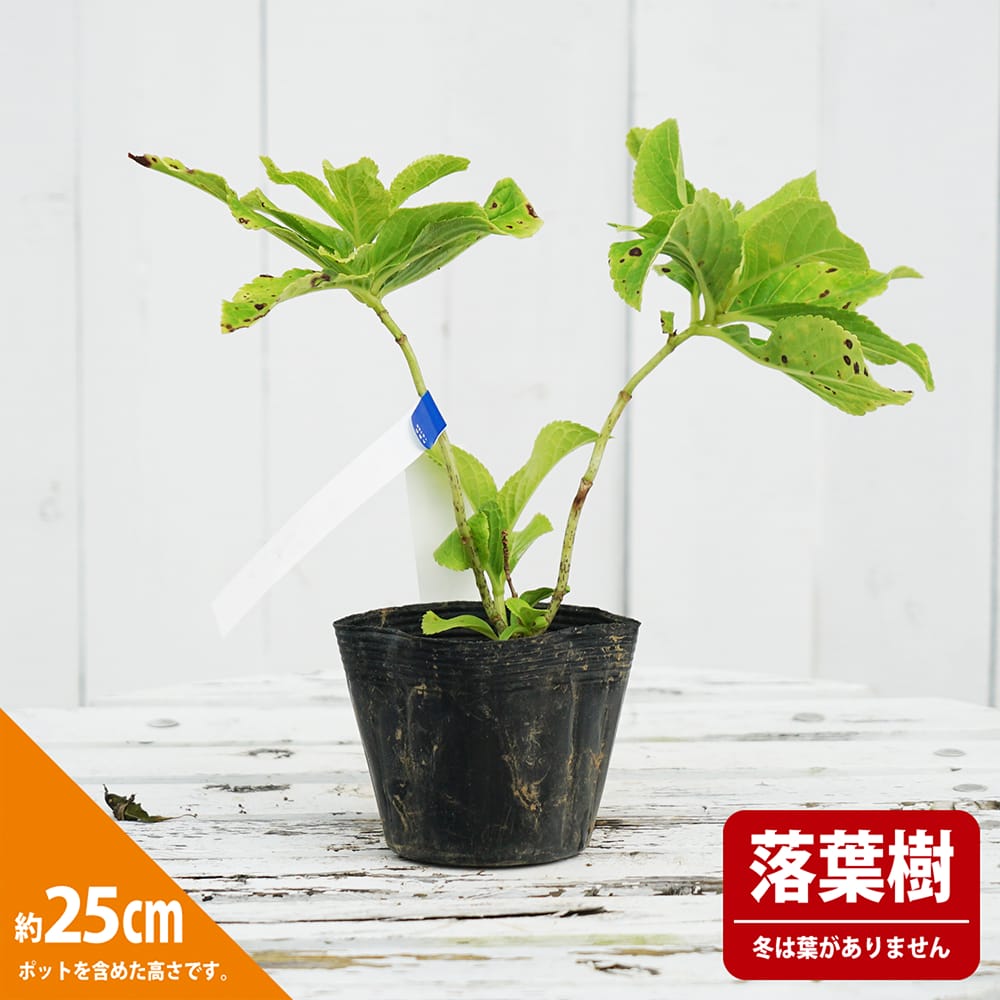 アジサイ 城ケ崎 黄金葉