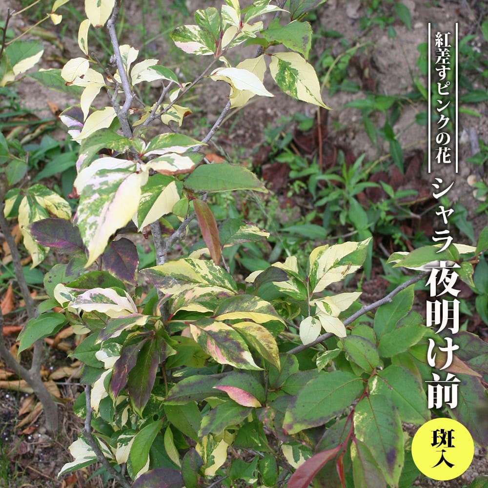 シャラノキ 夜明け前 斑入 