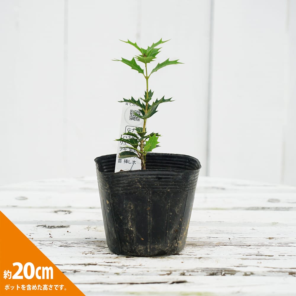 ヒメヒイラギ 紫艶 1