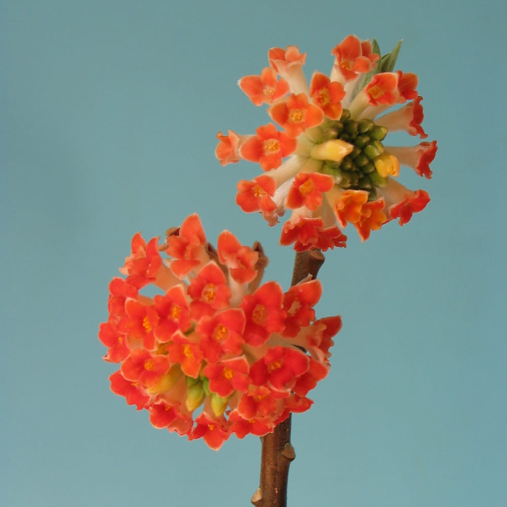 ミツマタ 赤花 斑入 1