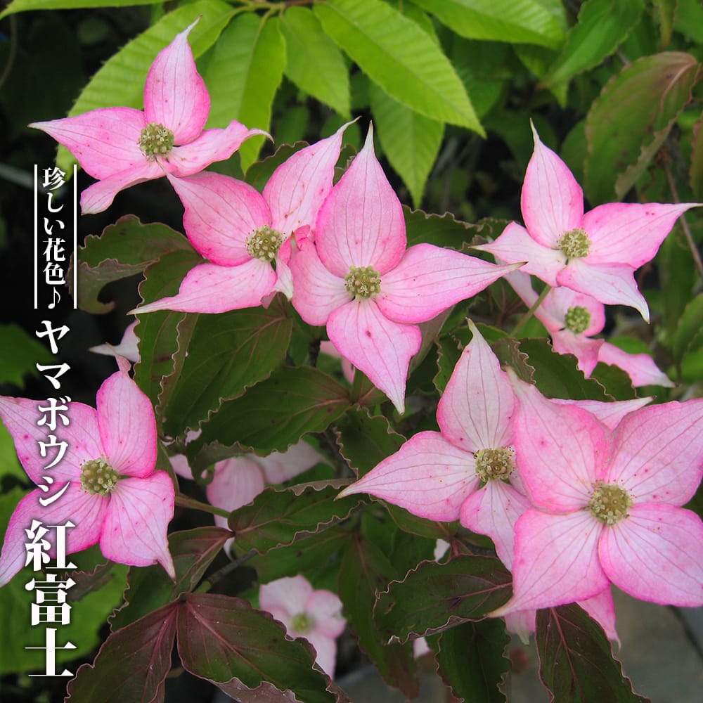 ヤマボウシ 紅富士