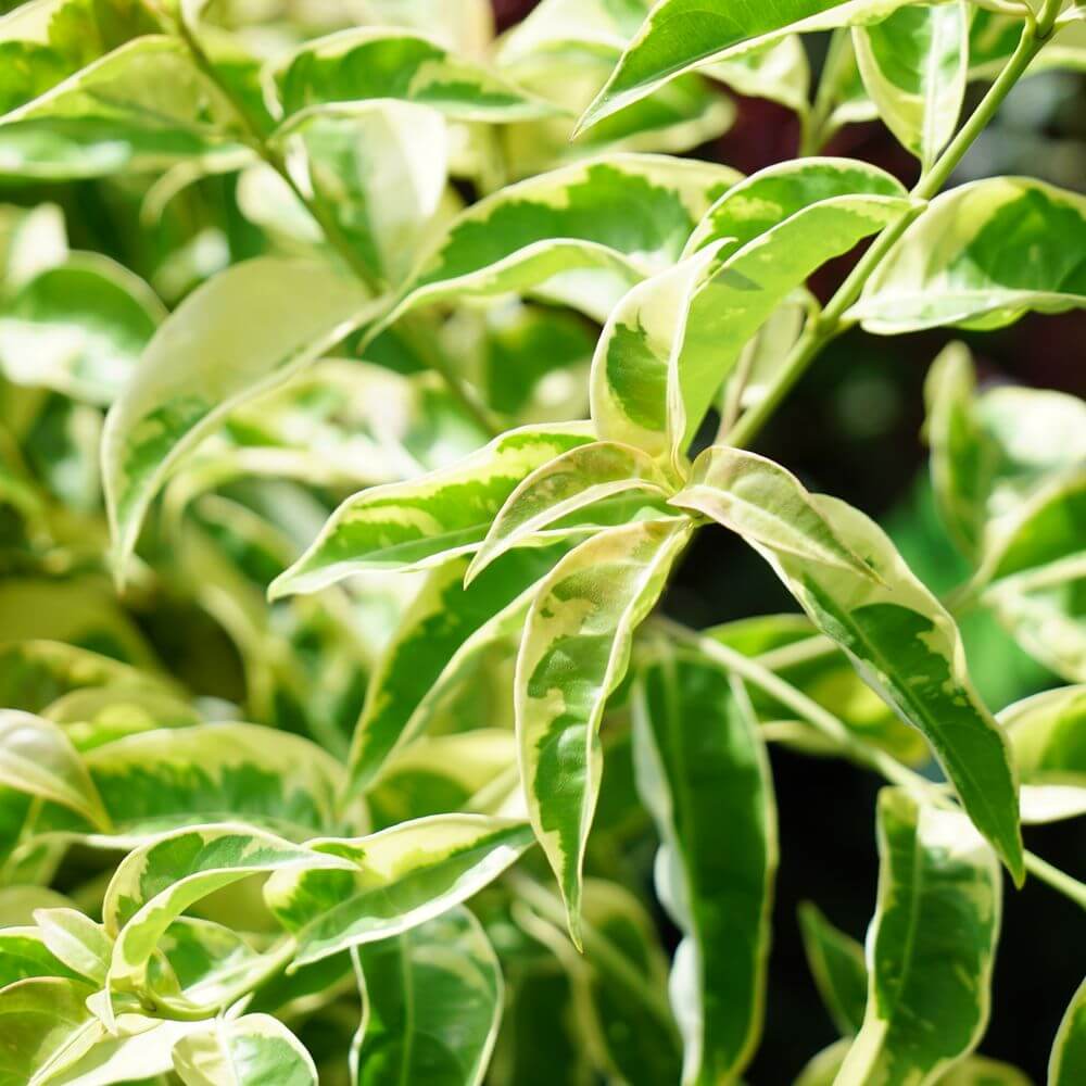 常緑ヤマボウシ 斑入りヤマボウシ 1