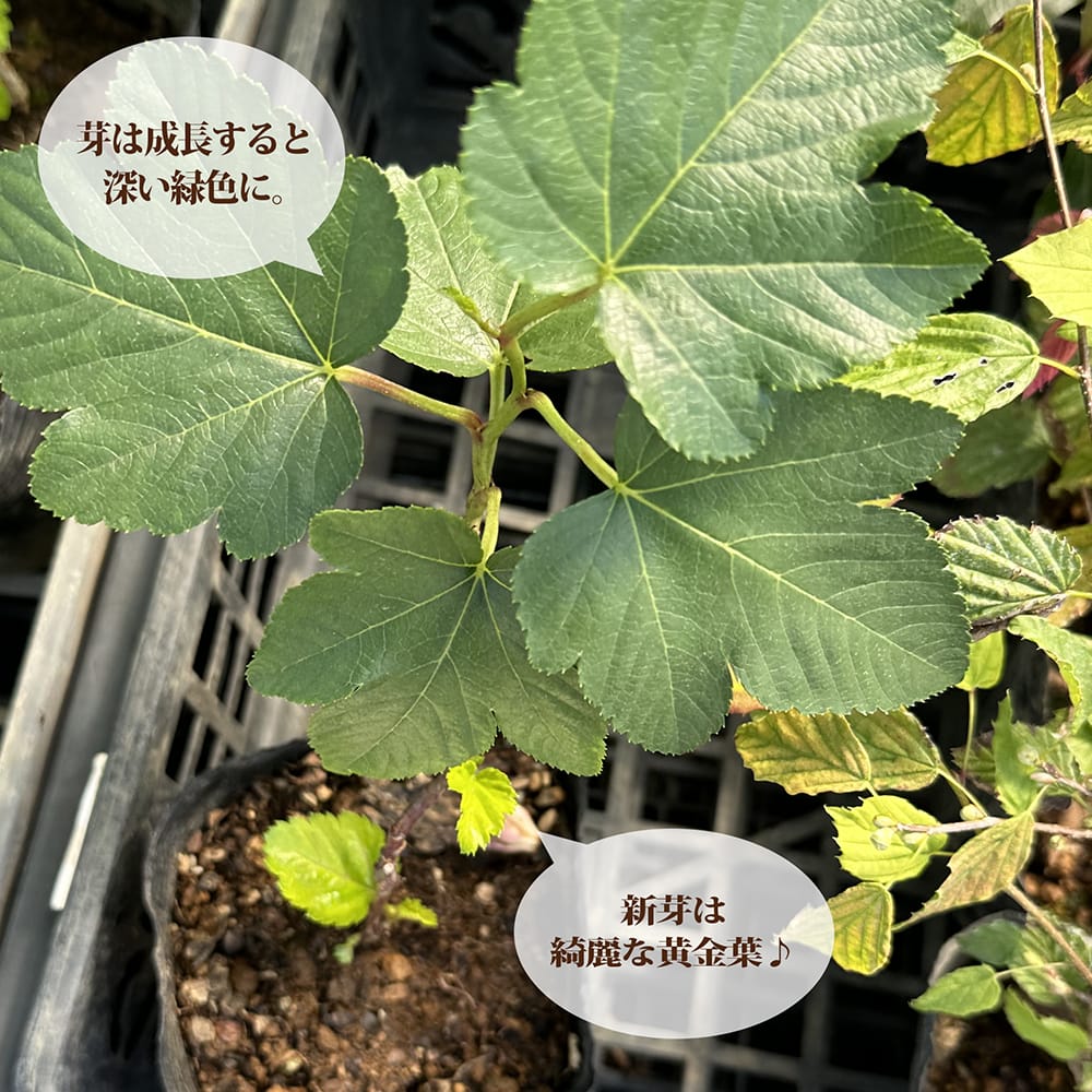 ケヤキ 黄金葉 1