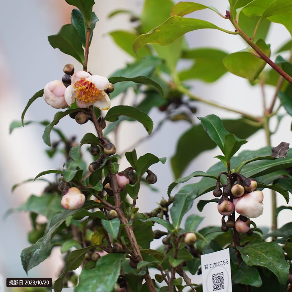 チャノキ 紅花  1