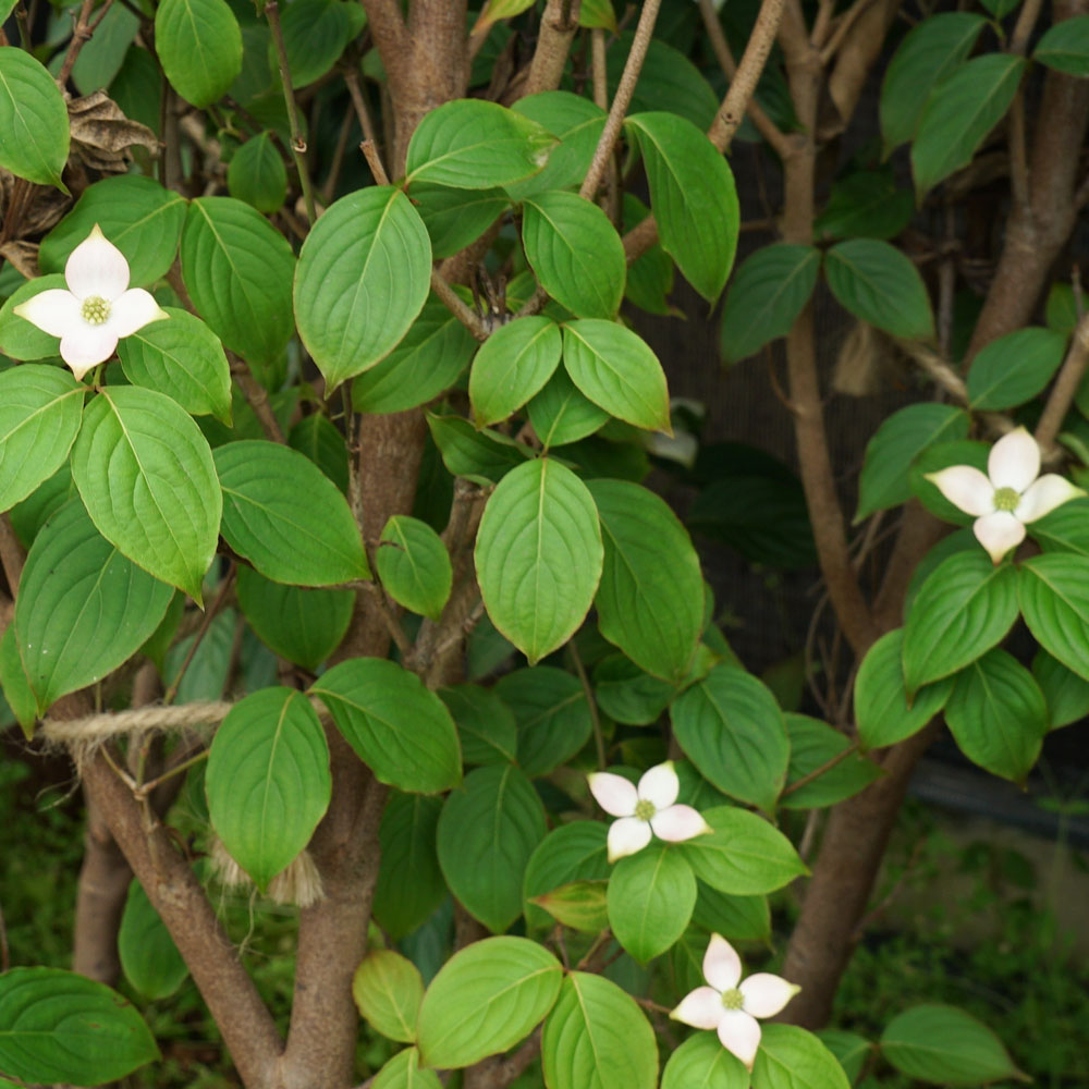 ヤマボウシ ダイモンレッド 2