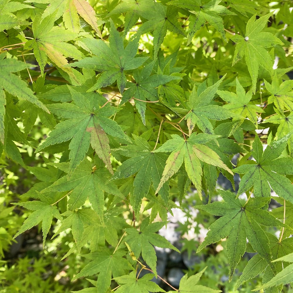 カエデ・もみじ カエデ（実生） 2