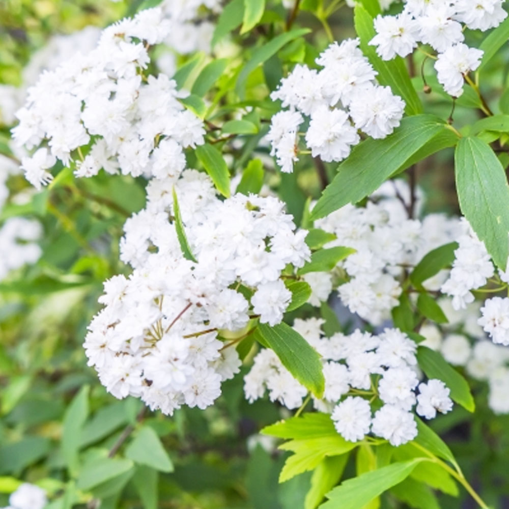 コデマリ 八重 2