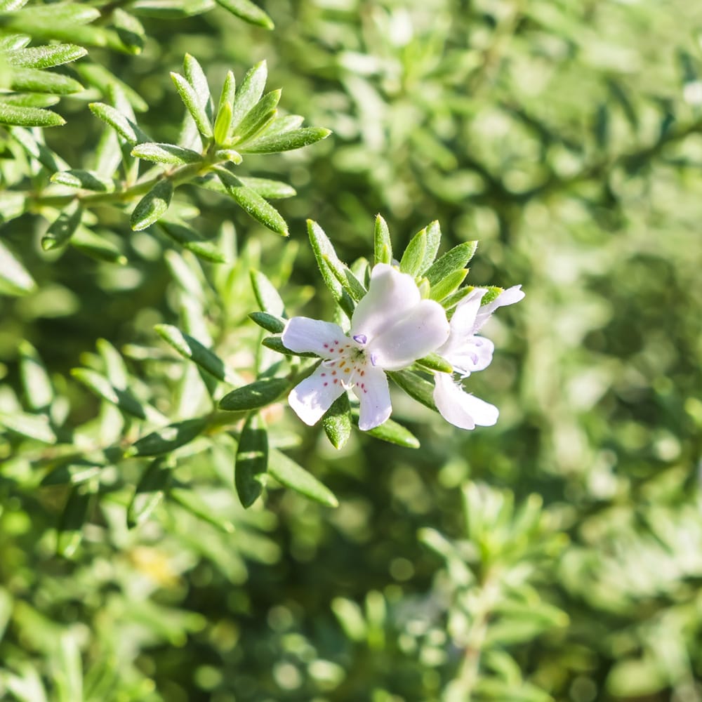 ウエストリンギア モーニングライト 1
