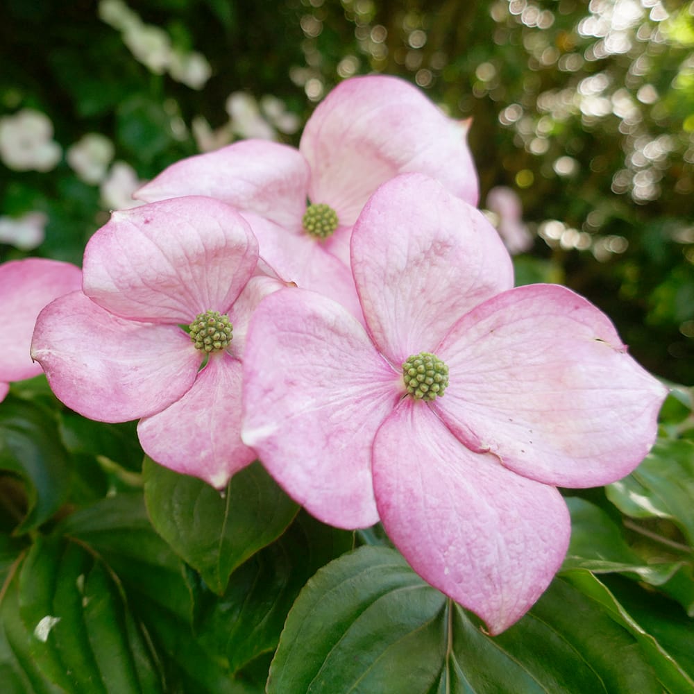 ヤマボウシ サトミ  3