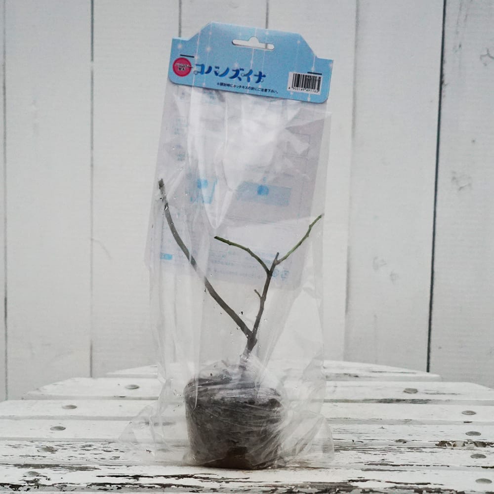 コバノズイナ コバノズイナ  3