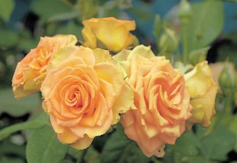 バラ エメラルドアイル（CL） 1