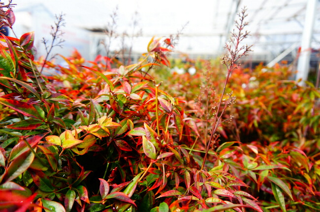 ナンテン 折鶴 6