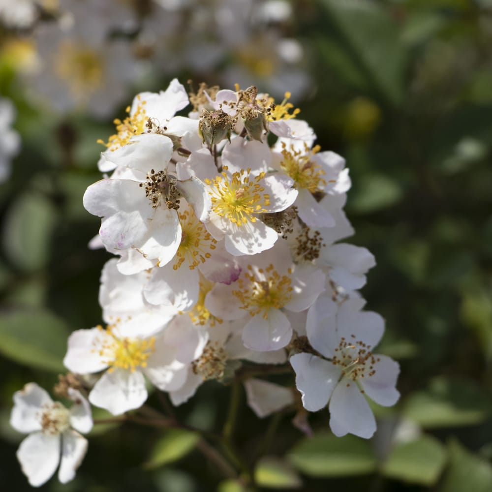 バラ ニューサ 2