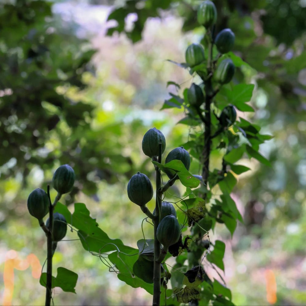 うばゆり うばゆり 2