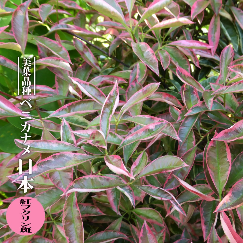 ベニカナメ 日本 紅フクリン斑