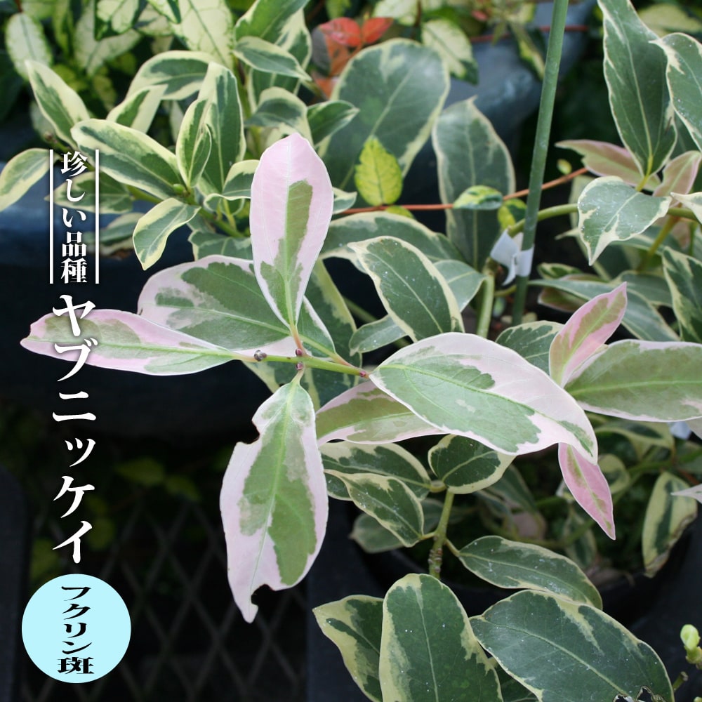 ヤブニッケイ フクリン斑