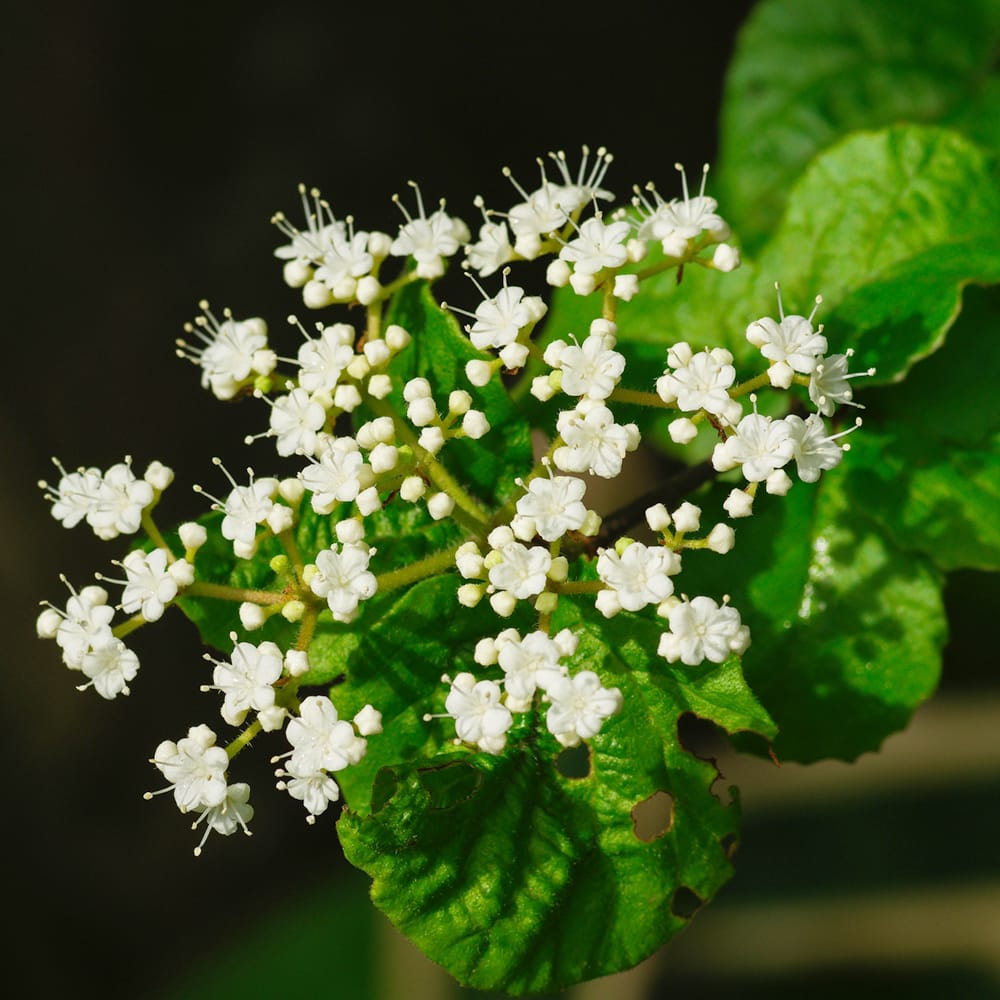 ガマズミ コバノガマズミ 1