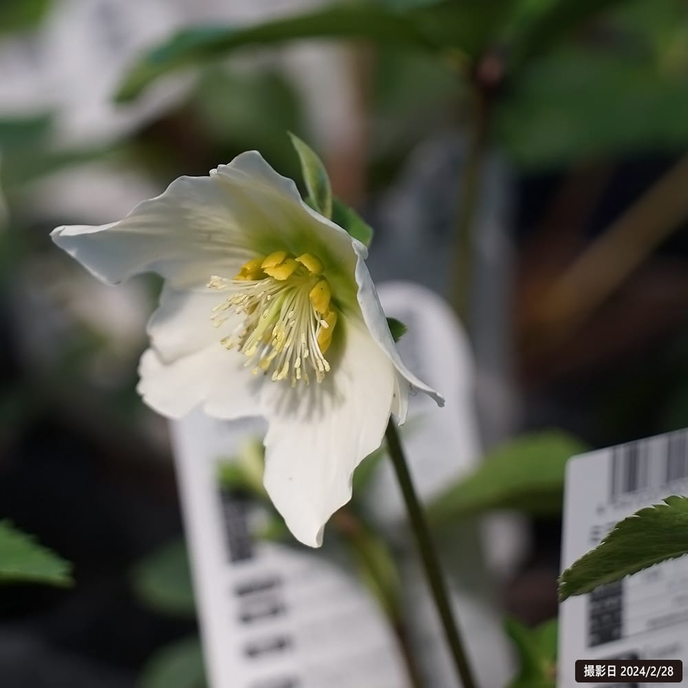 クリスマスローズ スノーホワイト 1