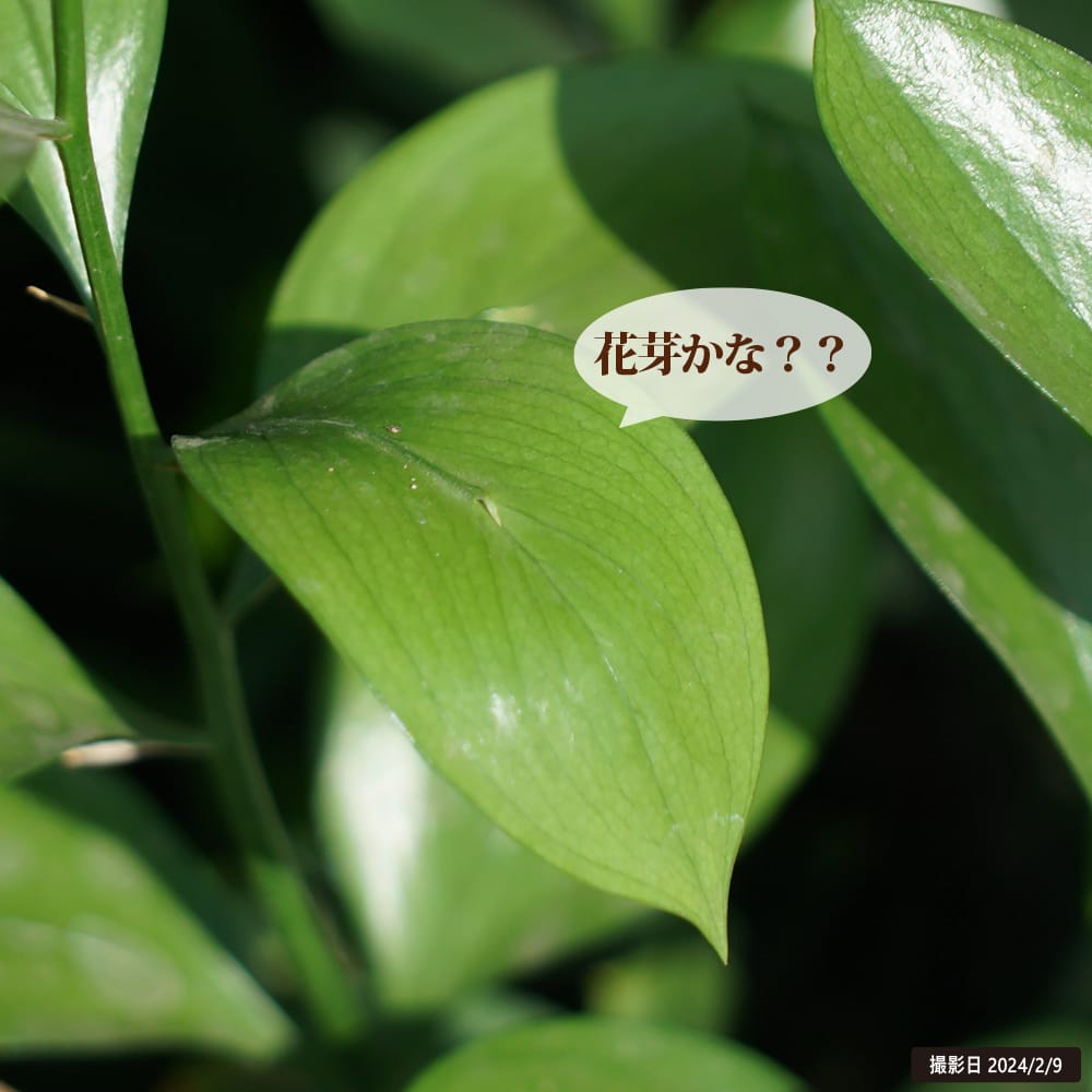 ルスカス ヒポフィルム 5