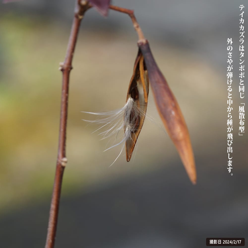 テイカカズラ スタージャスミン 4